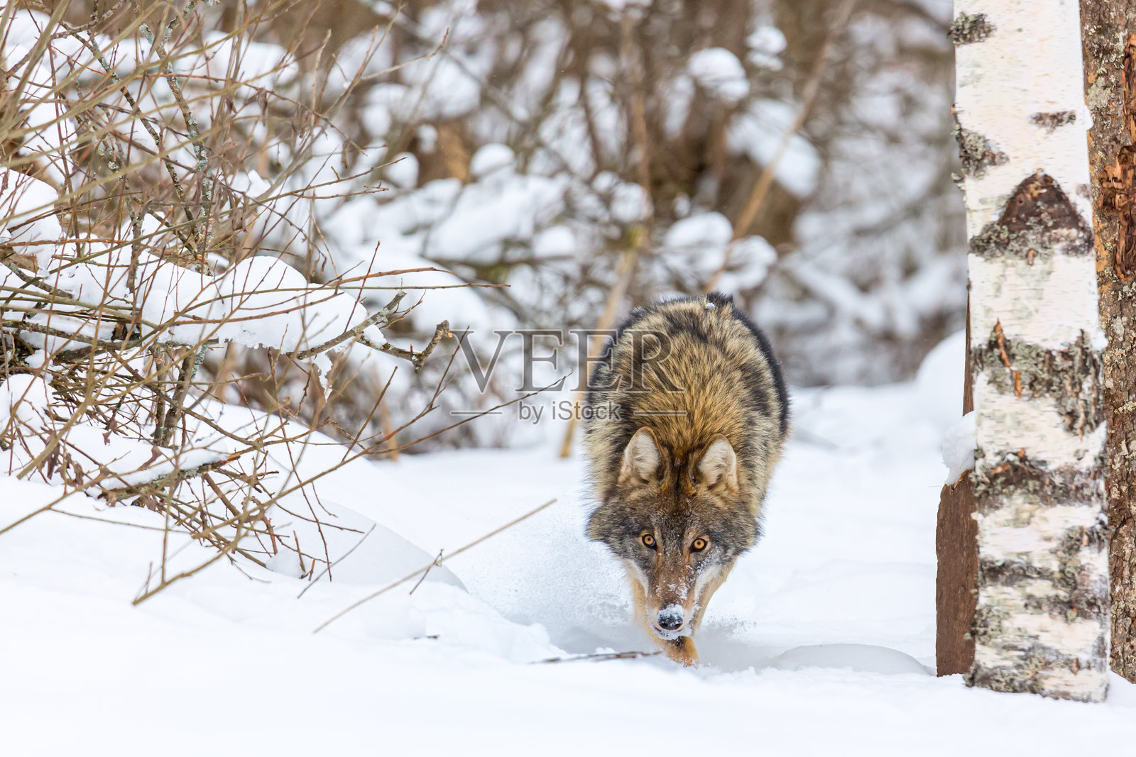 冬季户外行走并注视镜头的木狼。欧洲狼（Canis Lupus）在自然栖息地中。嘴部沾满雪。野生动物。照片摄影图片