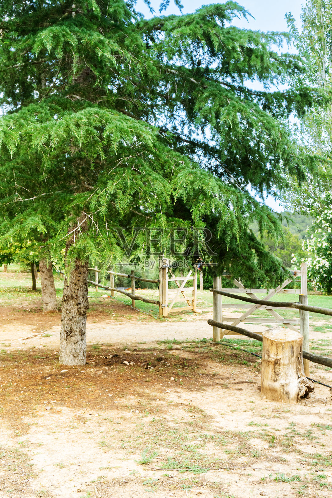 春天，木栅栏通向绿色草地照片摄影图片