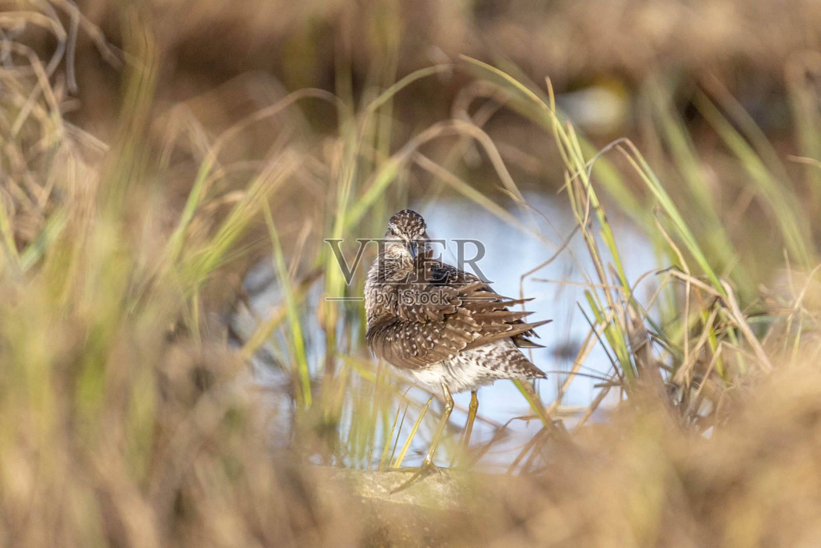 木沙锥鸟站在草丛中照片摄影图片