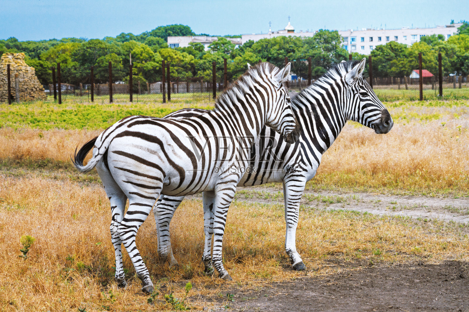 夏季风景 - 两只斑马在干燥的草原上吃草，乌克兰自然保护区阿斯卡尼亚-诺瓦照片摄影图片