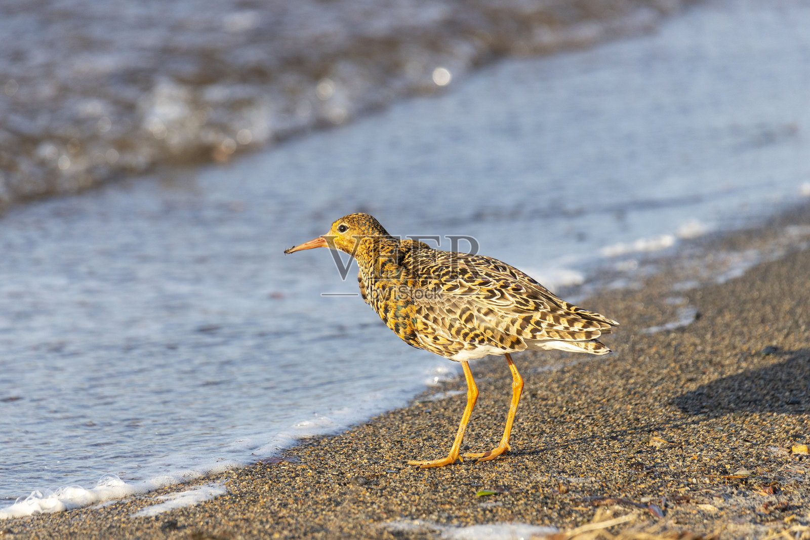 繁殖羽毛的雄性鲁夫鸟站在湖边照片摄影图片