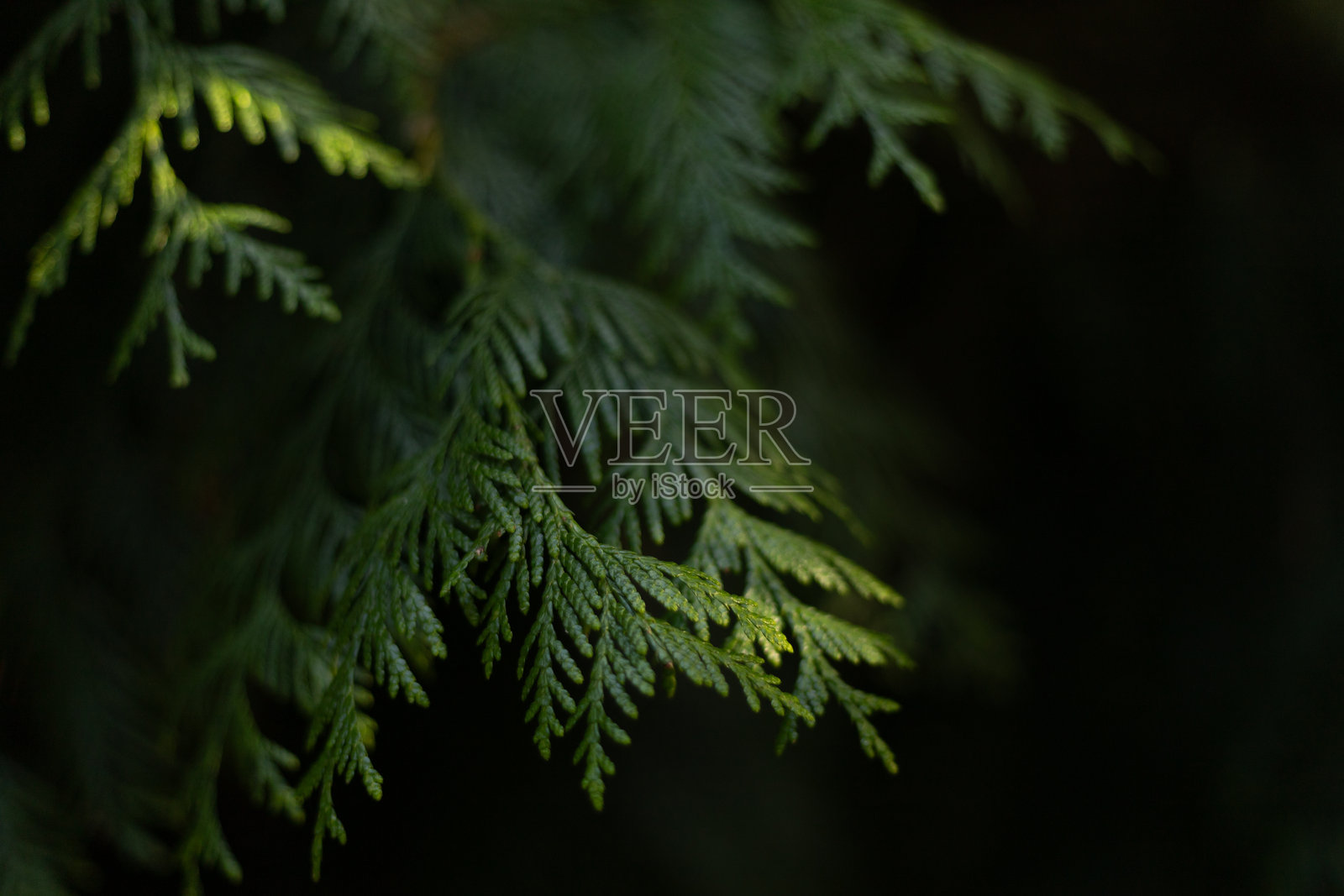 松树枝条的特写背景照片摄影图片