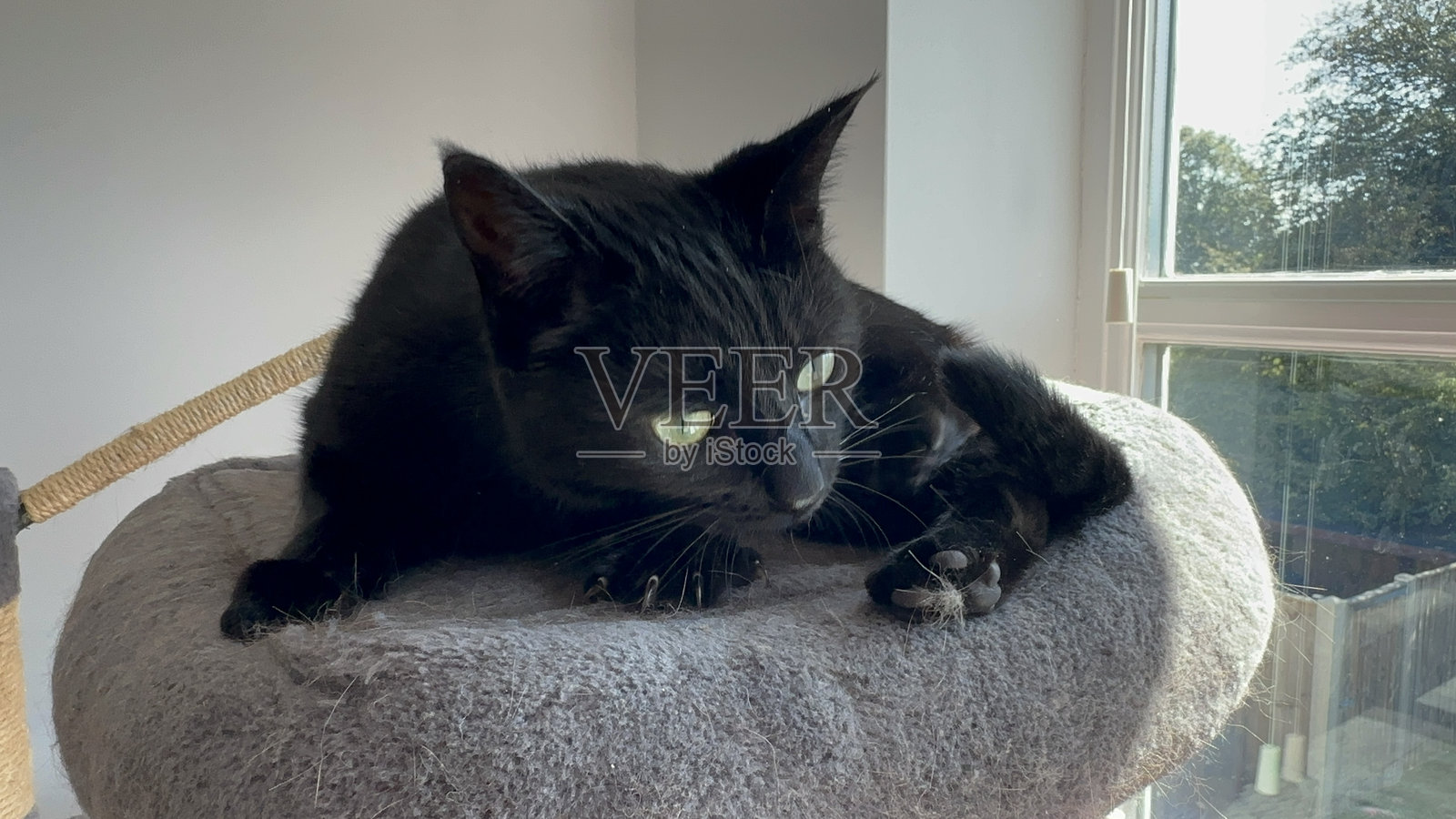 黑猫照片摄影图片