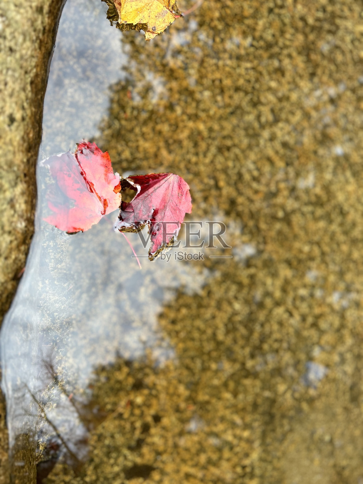 玻璃中的叶子照片摄影图片