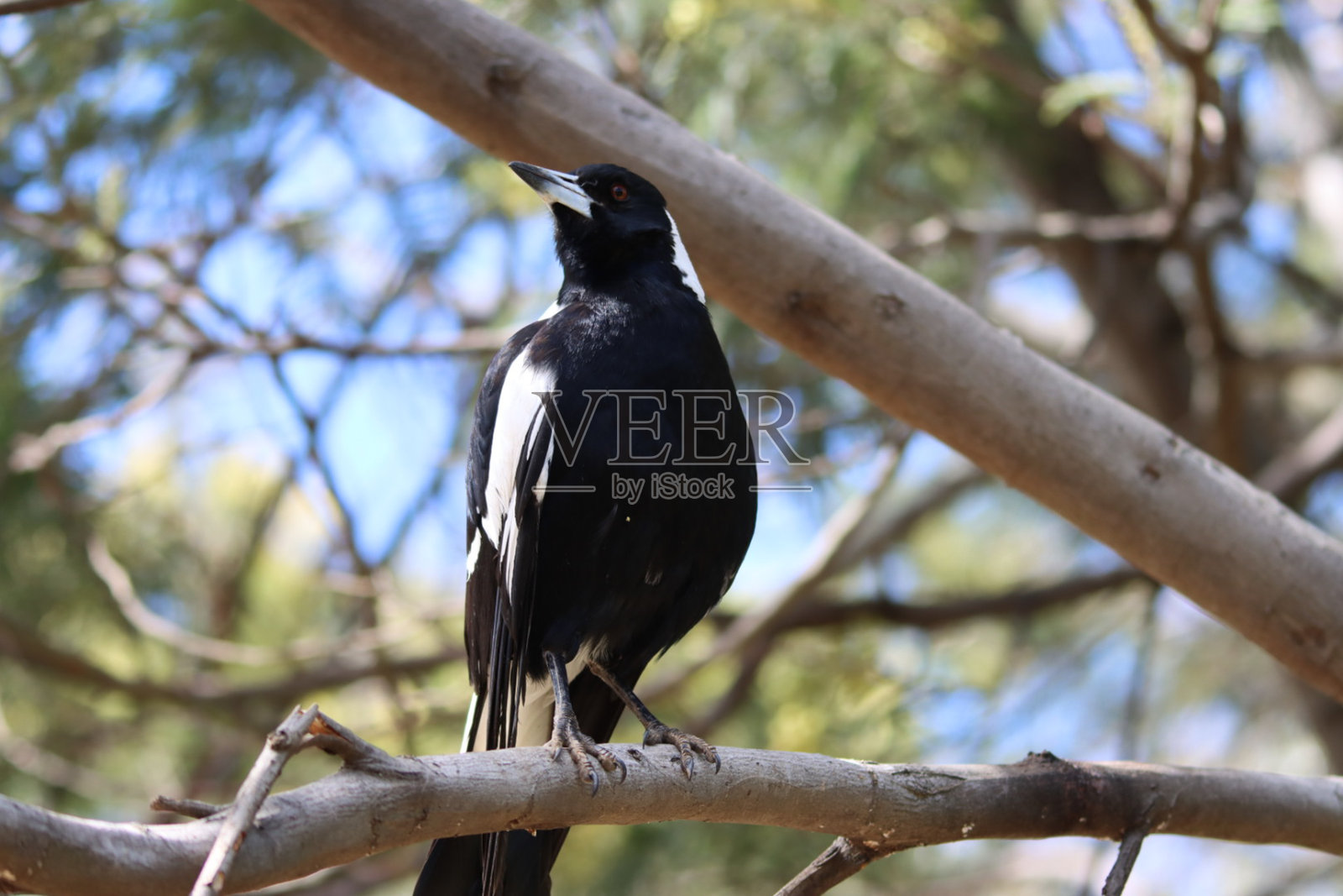 澳大利亚喜鹊照片摄影图片