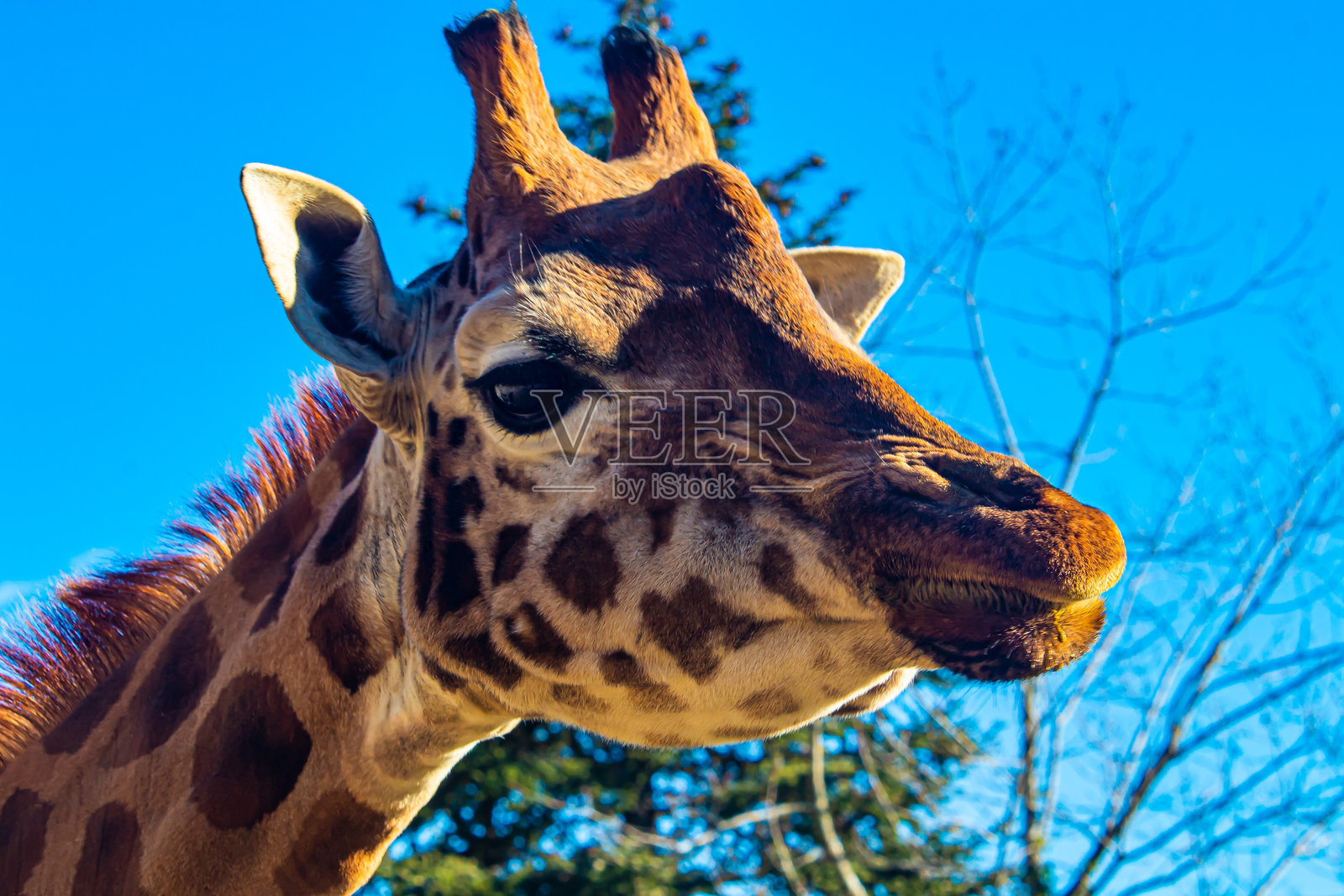 做鬼脸的长颈鹿照片摄影图片