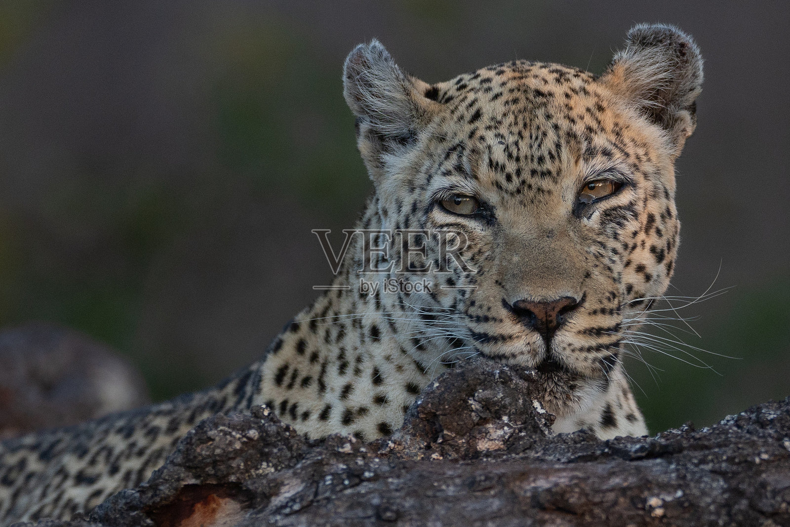 这些眼睛见证了一切照片摄影图片