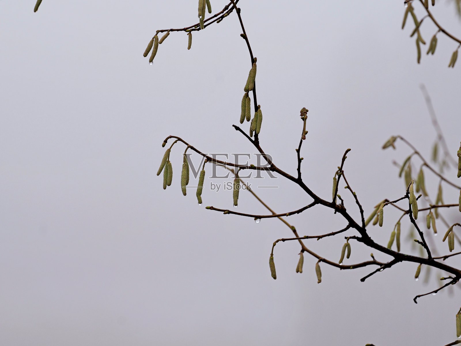 带水珠的榛树和花穗照片摄影图片