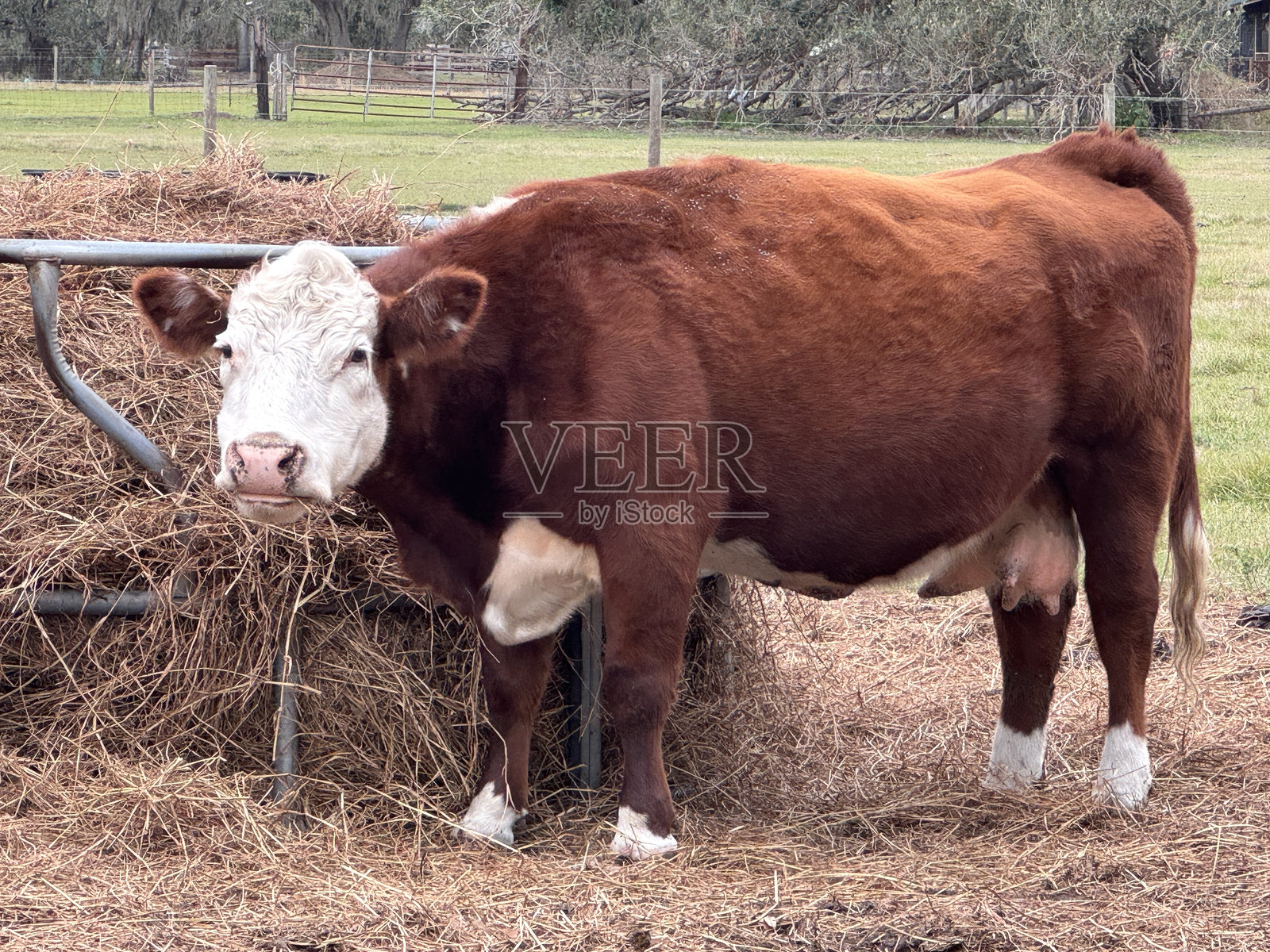 佛罗里达州萨拉索塔的家牛照片摄影图片