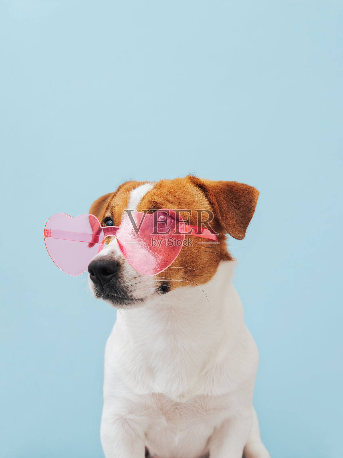 可爱的杰克罗素梗狗戴着粉色心形太阳镜，坐着看着蓝色背景下的相机。情人节贺卡概念。可爱的情人节狗狗。照片摄影图片