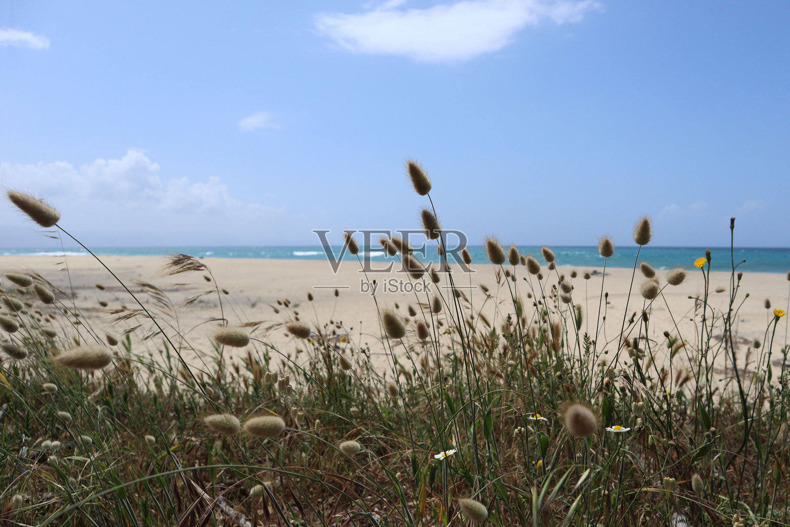 意大利卡拉布里亚的海滩，草地与蓝天相映成趣。照片摄影图片