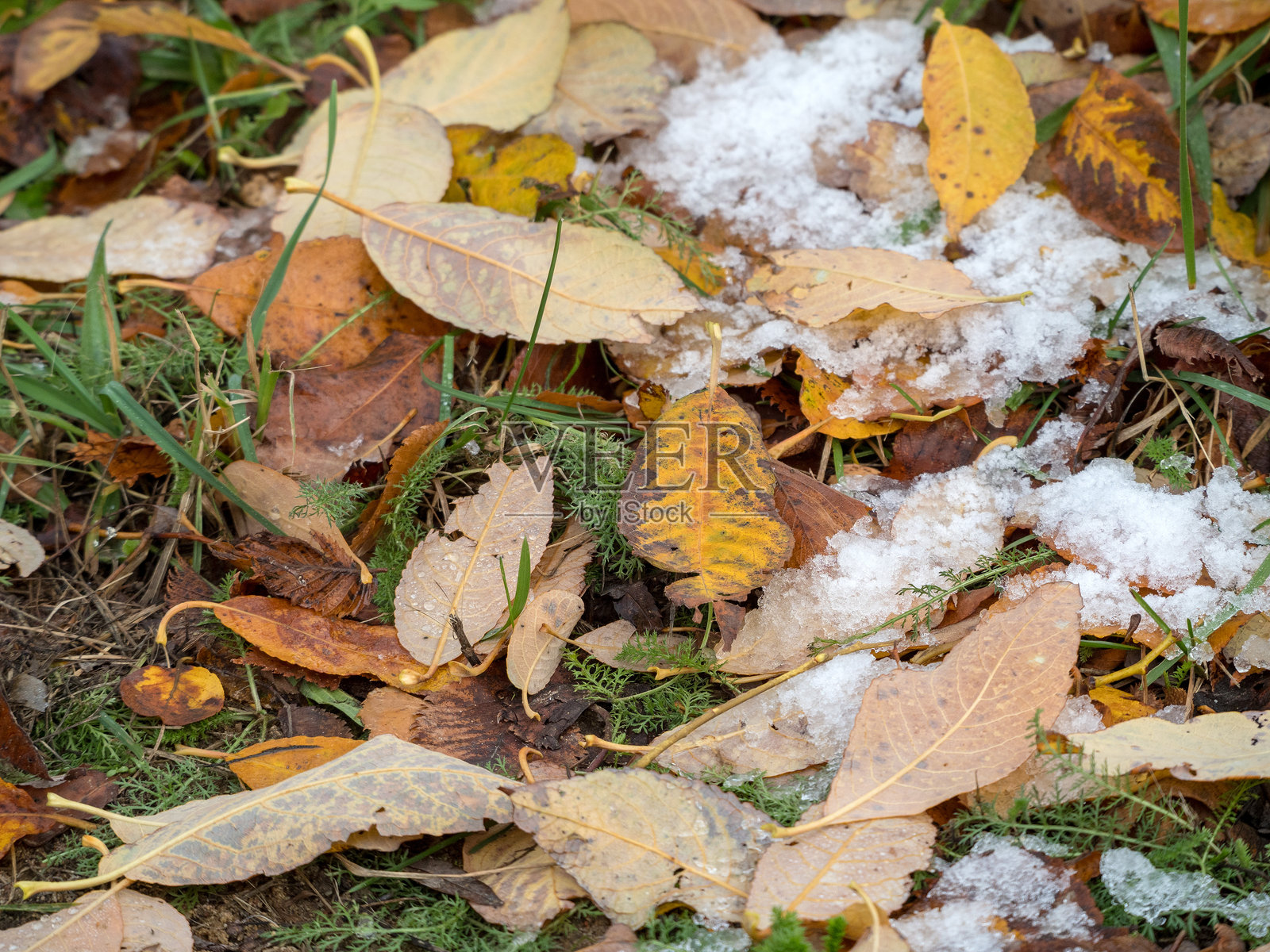 地面上覆盖着雪的秋天落叶照片摄影图片