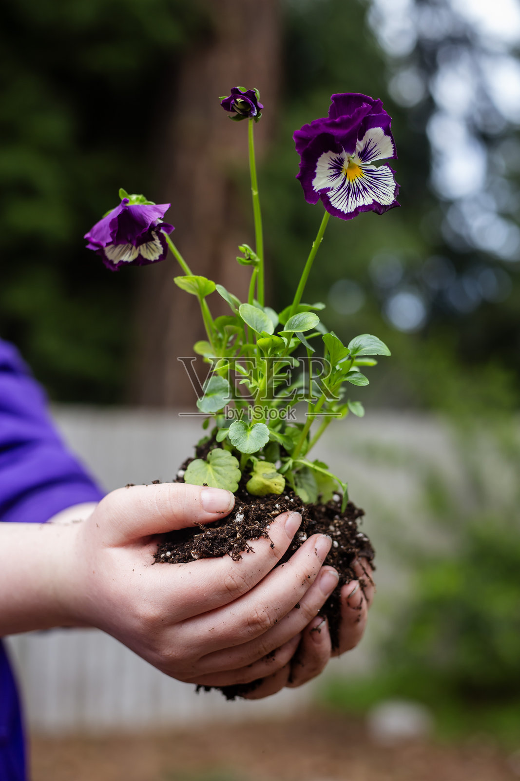 双手抓住花园土壤，准备在春季户外种植的花朵照片摄影图片