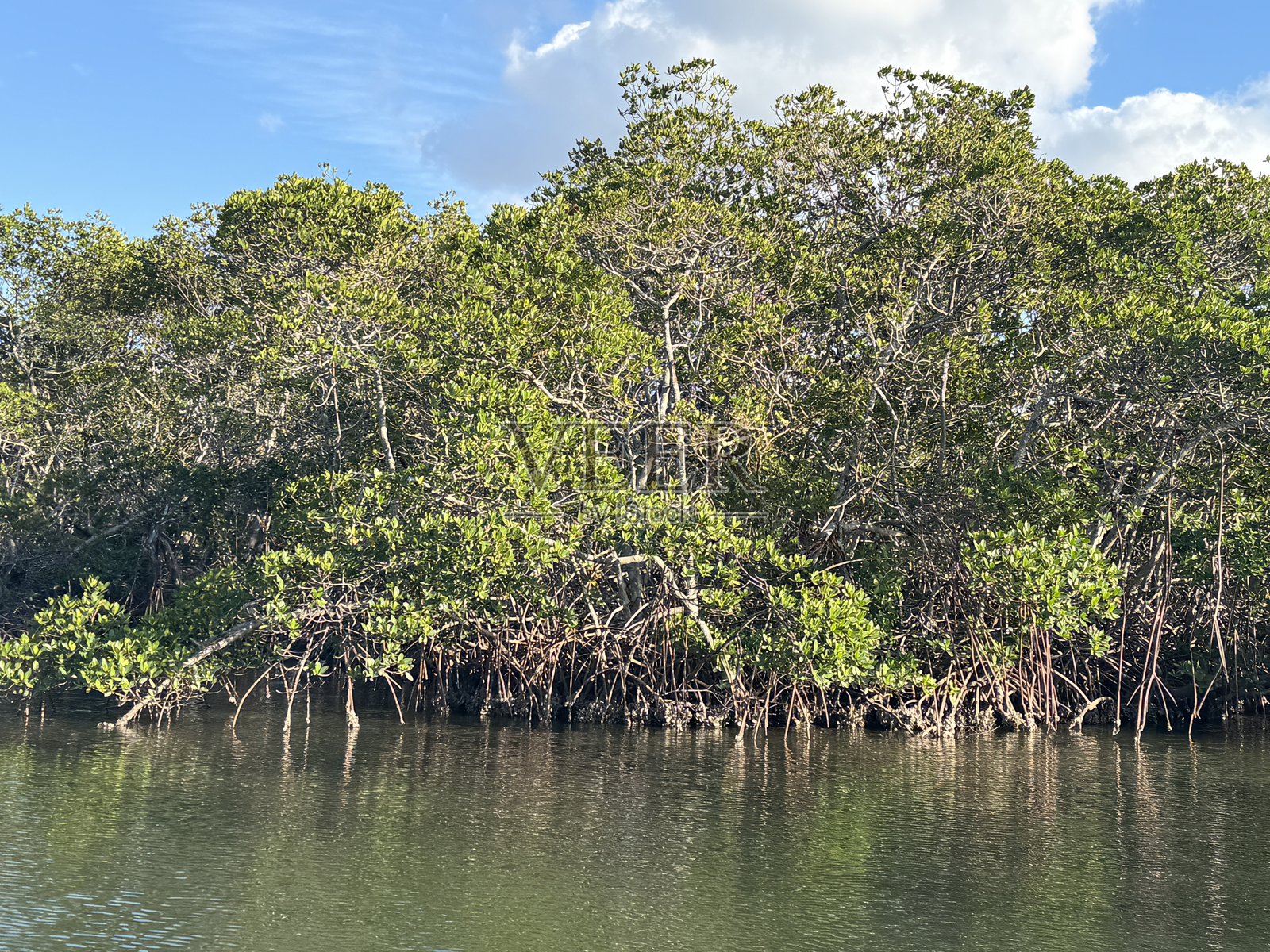 佛罗里达州萨拉索塔的红树林照片摄影图片