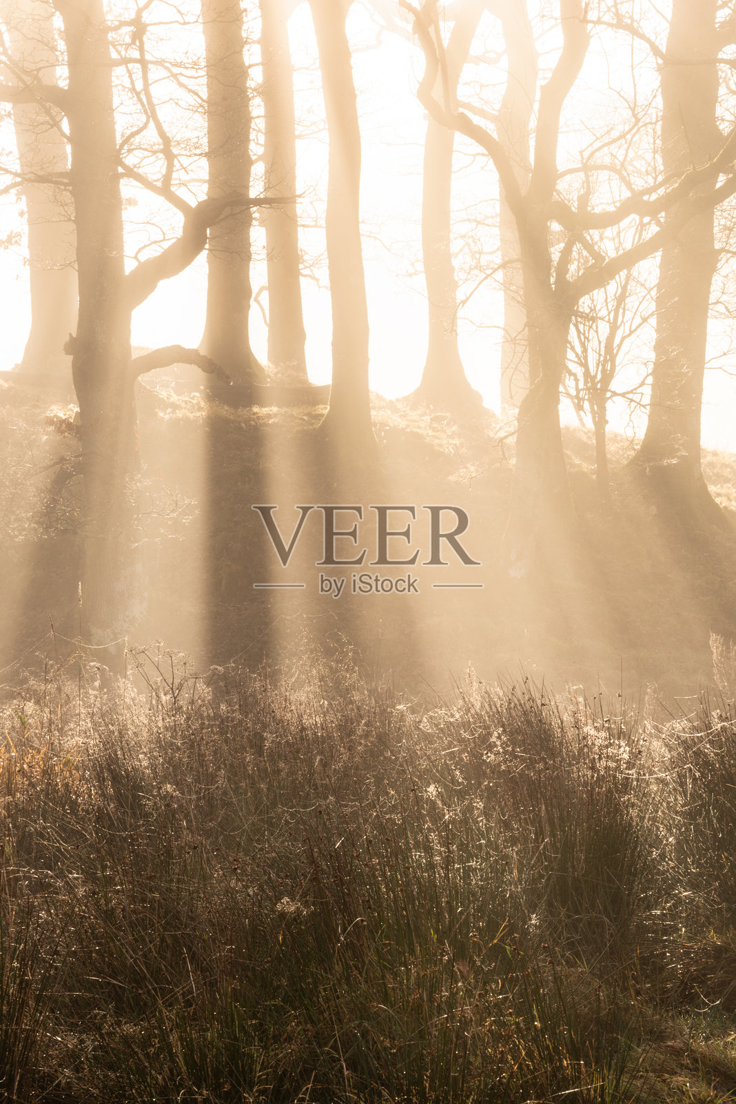 令人惊叹的戏剧性氛围日出风景图，描绘了湖区Elter Water附近Brathay河的雾蒙蒙的早晨。照片摄影图片