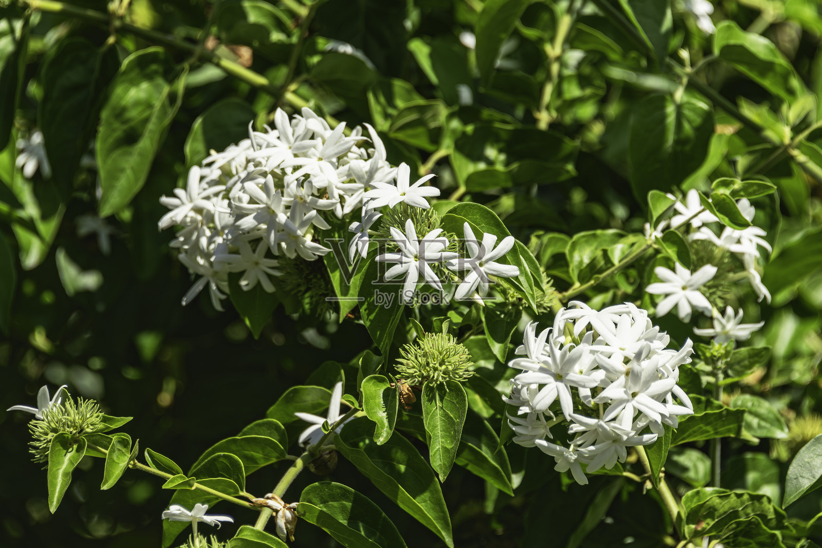 美丽的白色茉莉花在花园中照片摄影图片