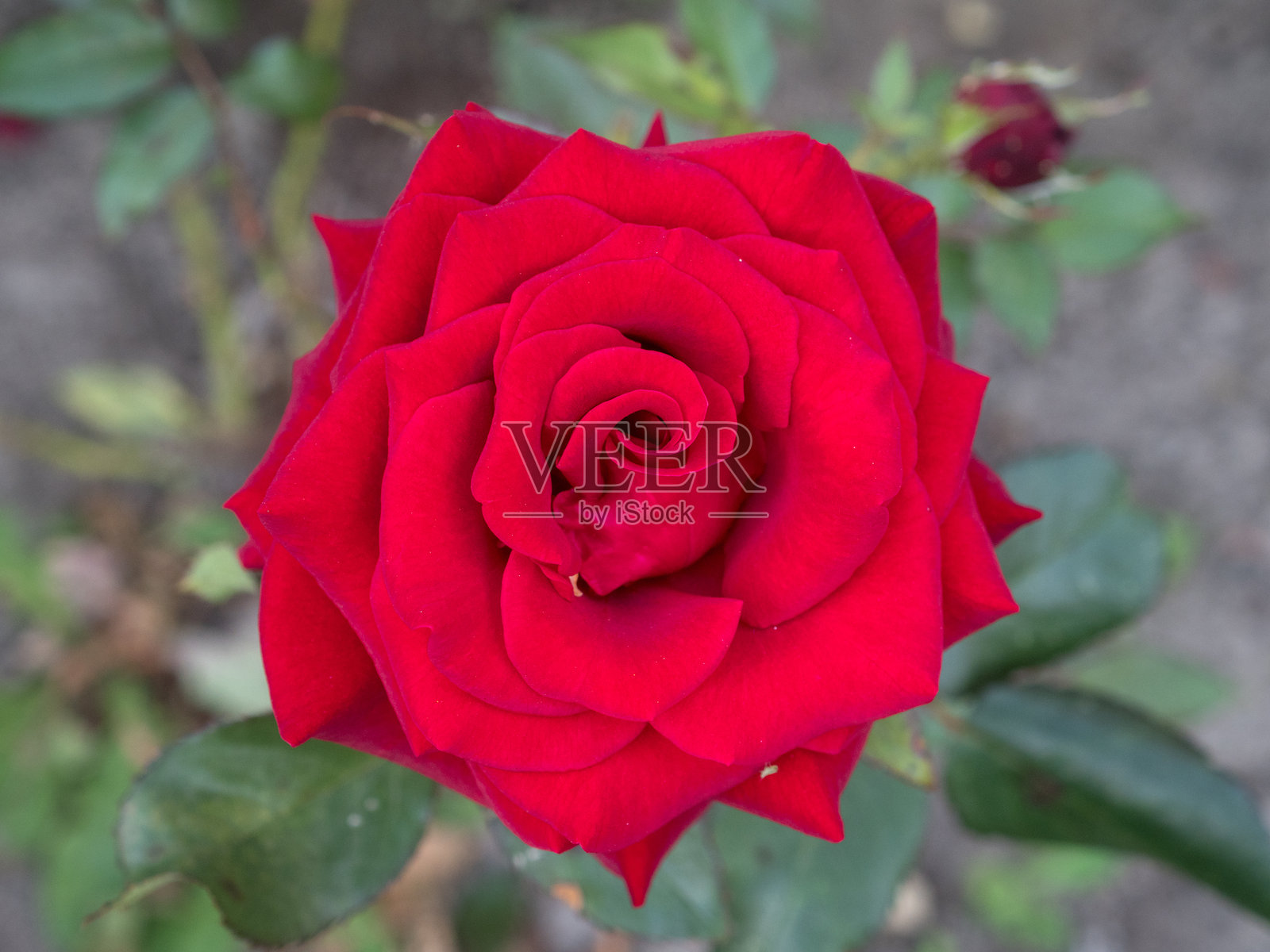 花园中的红玫瑰照片摄影图片