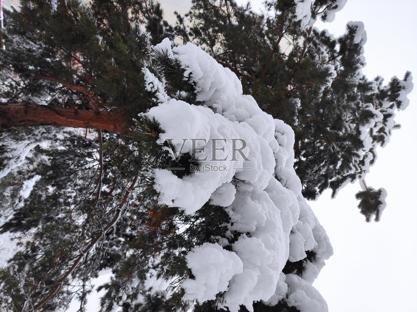 冬天的美丽色彩。自然之美照片摄影图片