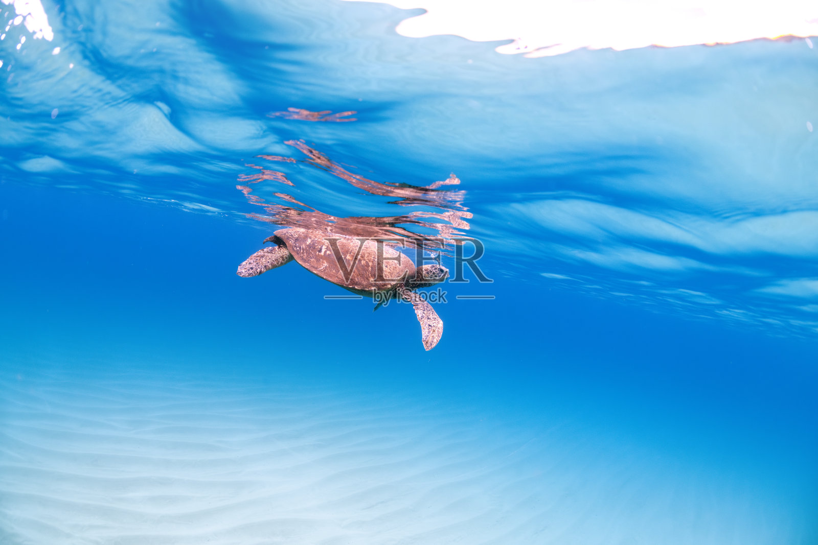 滑翔的海龟照片摄影图片