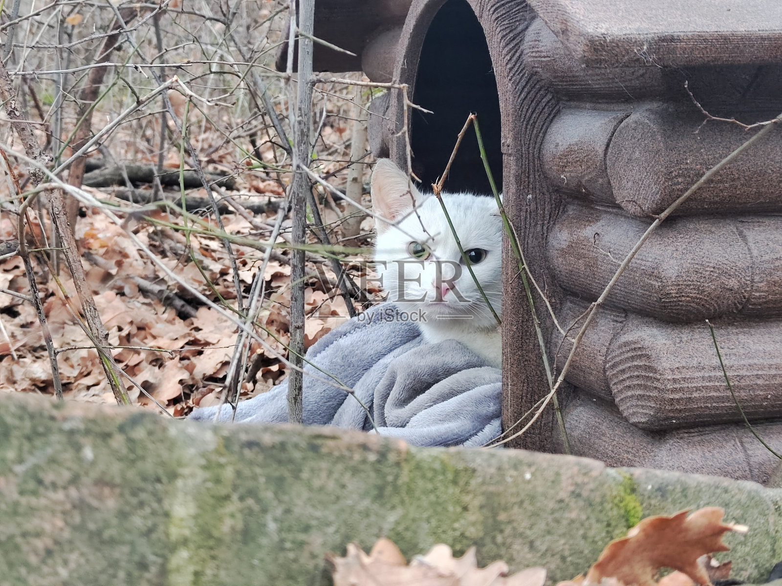 白猫在它的小屋里照片摄影图片
