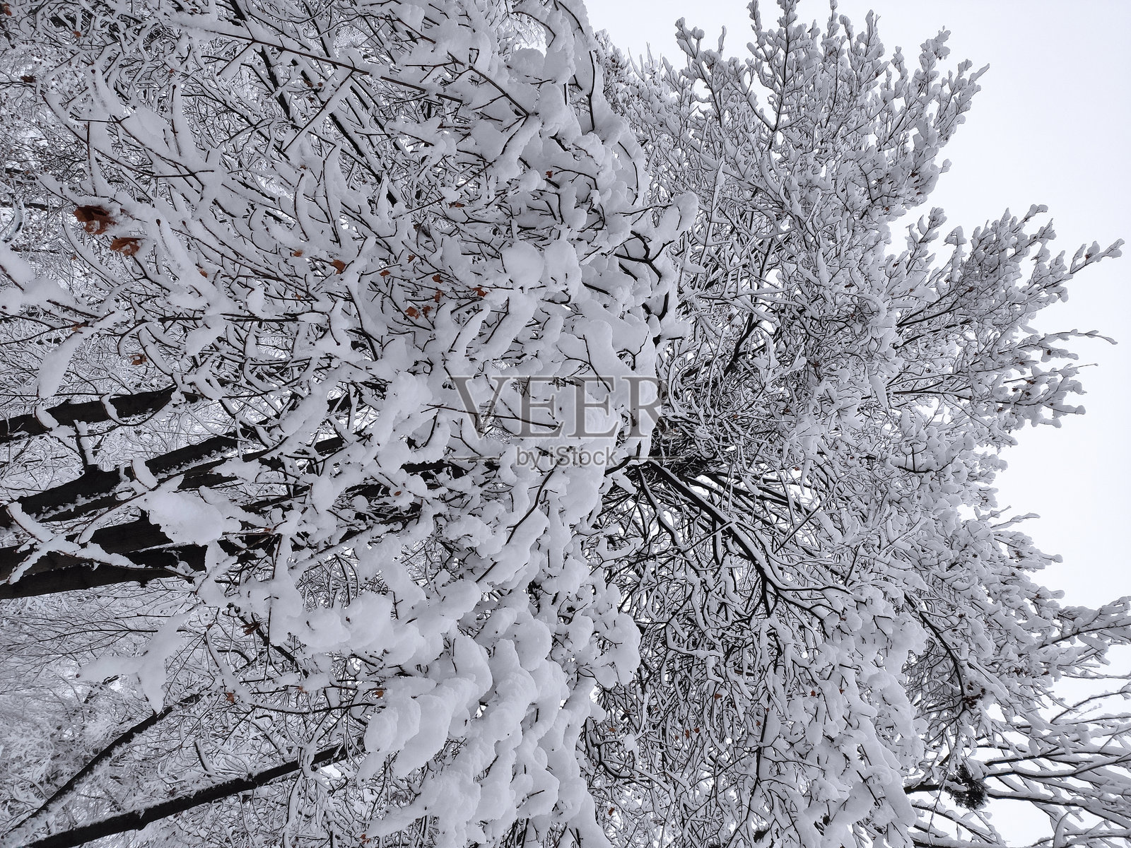 冬天的美丽色彩。自然之美照片摄影图片