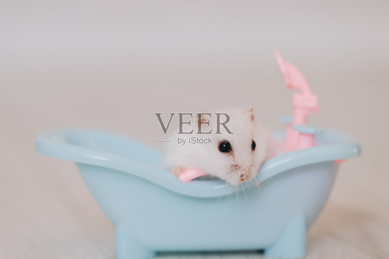 白色仓鼠在迷你浴缸中放松照片摄影图片