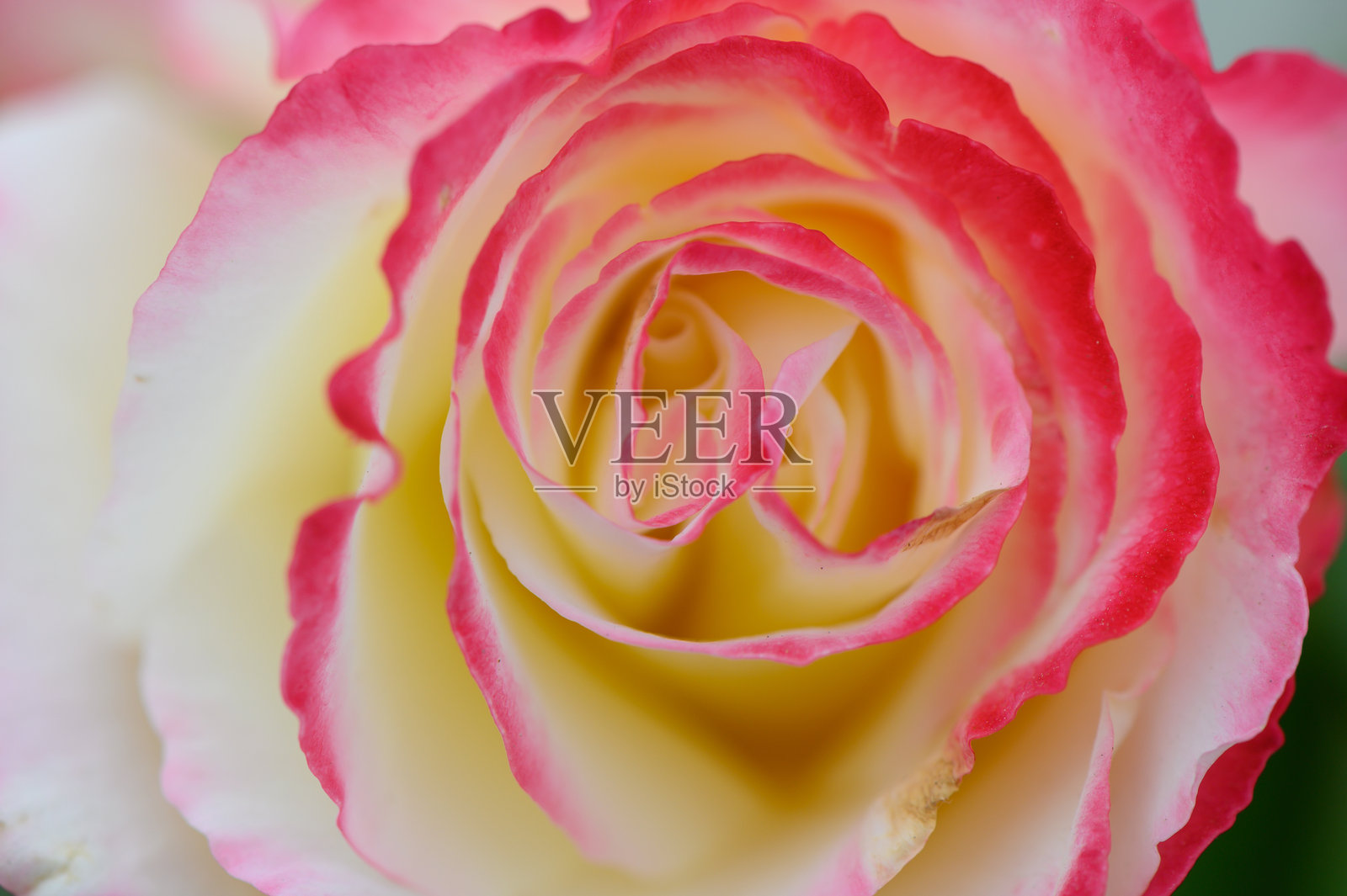 柔和焦点下的精致粉色和奶油色玫瑰花瓣，展现出复杂的花瓣纹理照片摄影图片