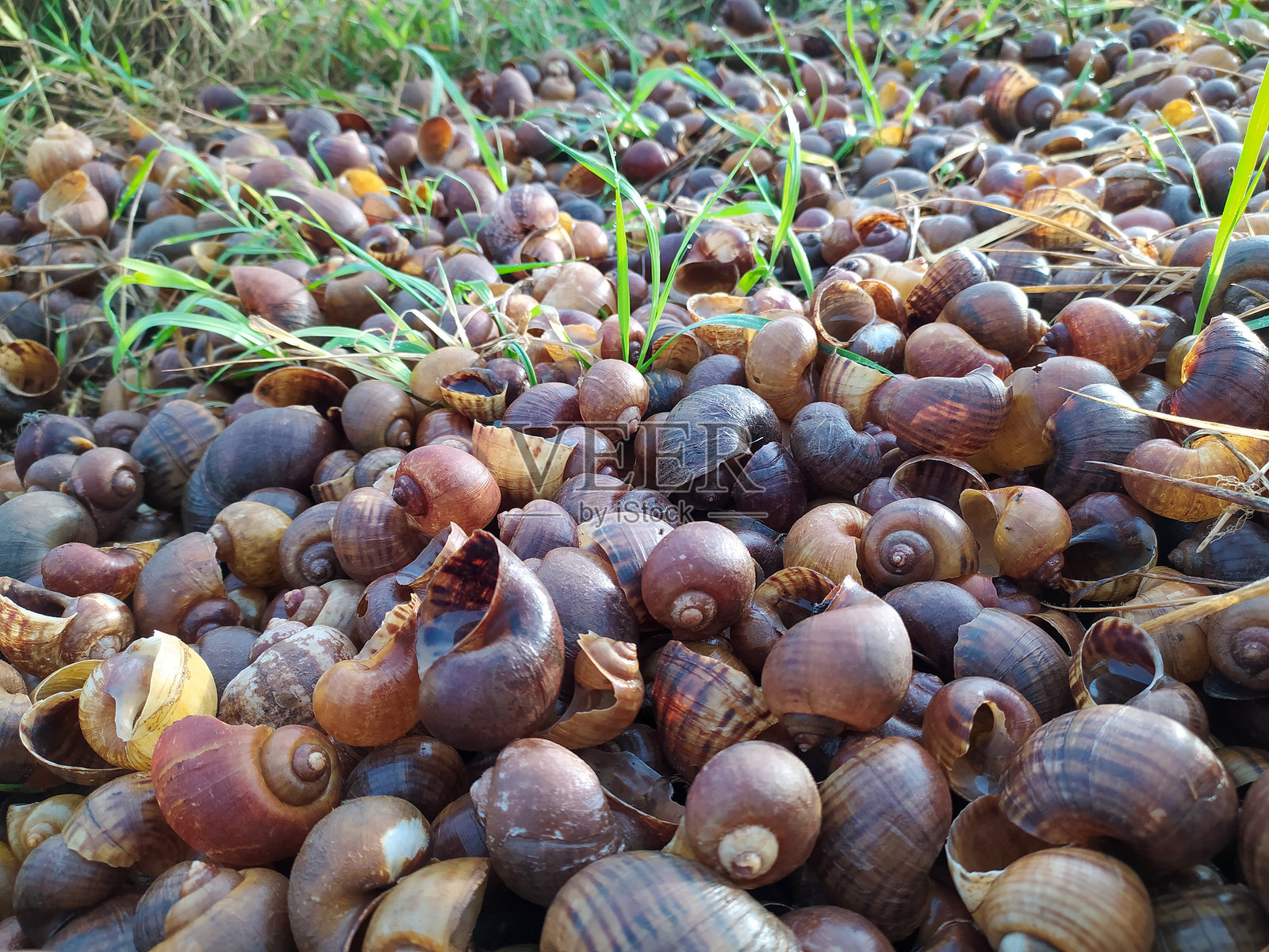 蜗牛壳照片摄影图片