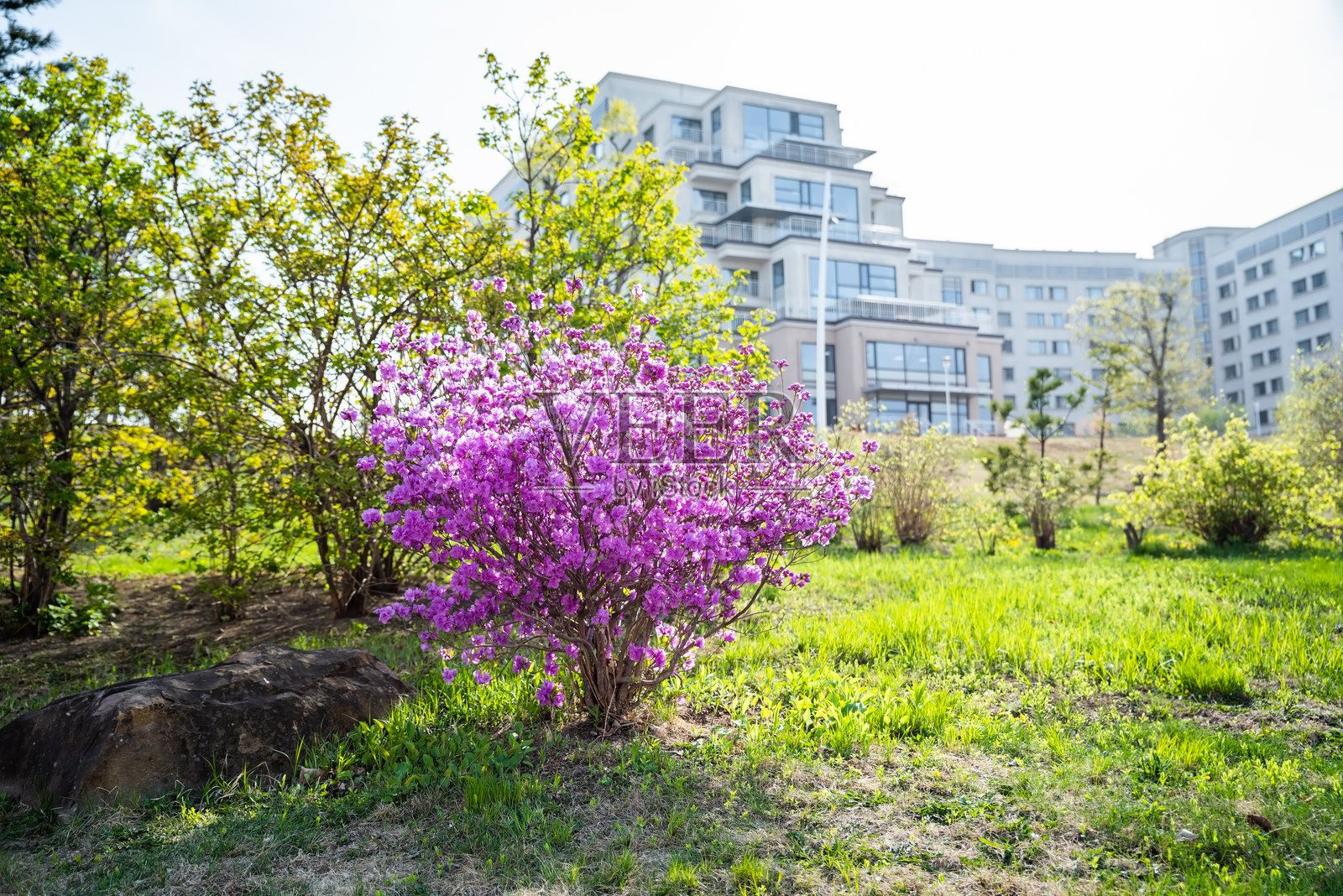在俄罗斯海参崴的城市风景中，盛开的紫红色杜鹃花灌木，展现了自然与城市生活的融合，捕捉了春天的气息。照片摄影图片