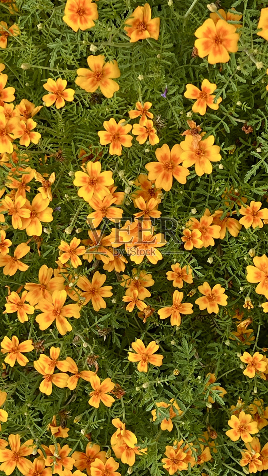 非洲万寿菊花的特写竖拍，展现出鲜艳的花卉图案照片摄影图片