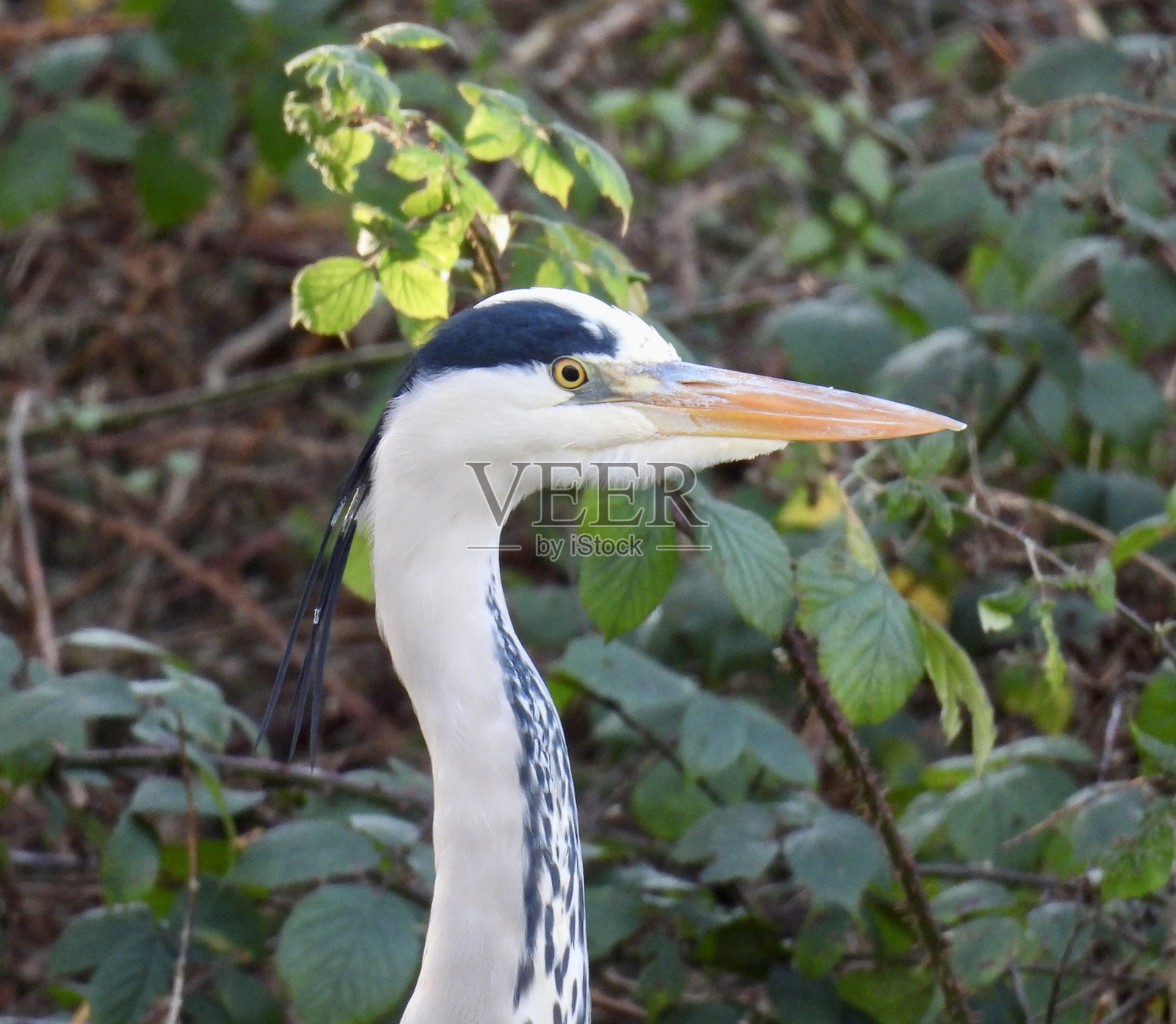 灰鹭侧面特写照片摄影图片
