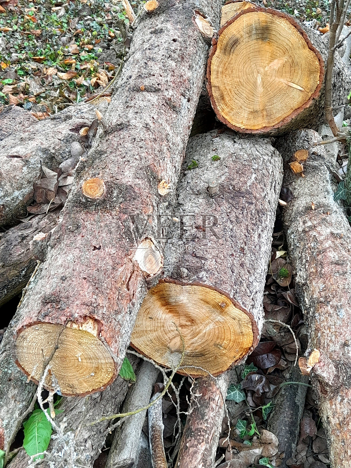 花园里的柴火堆照片摄影图片