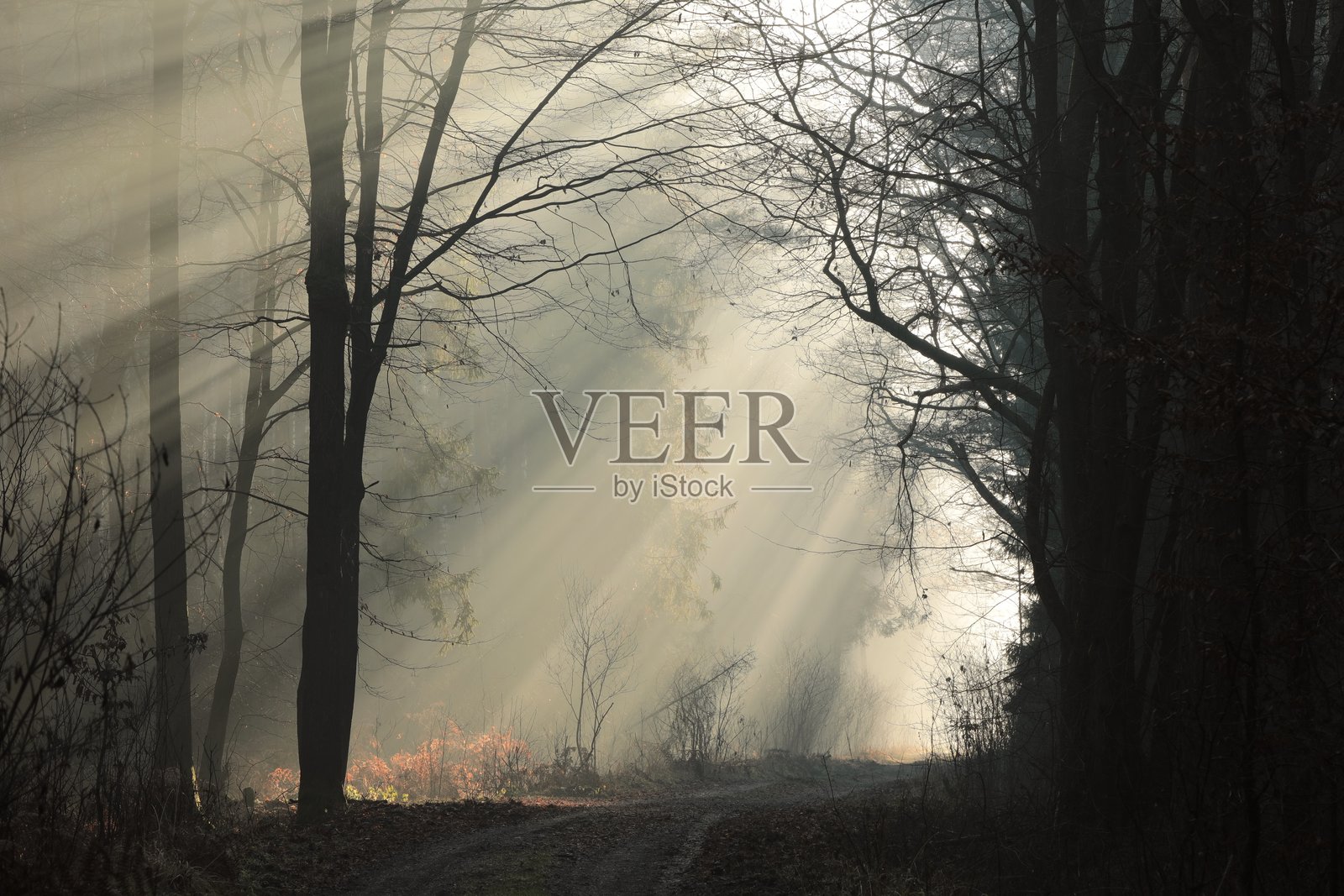 秋季的针叶林在日出时分照片摄影图片