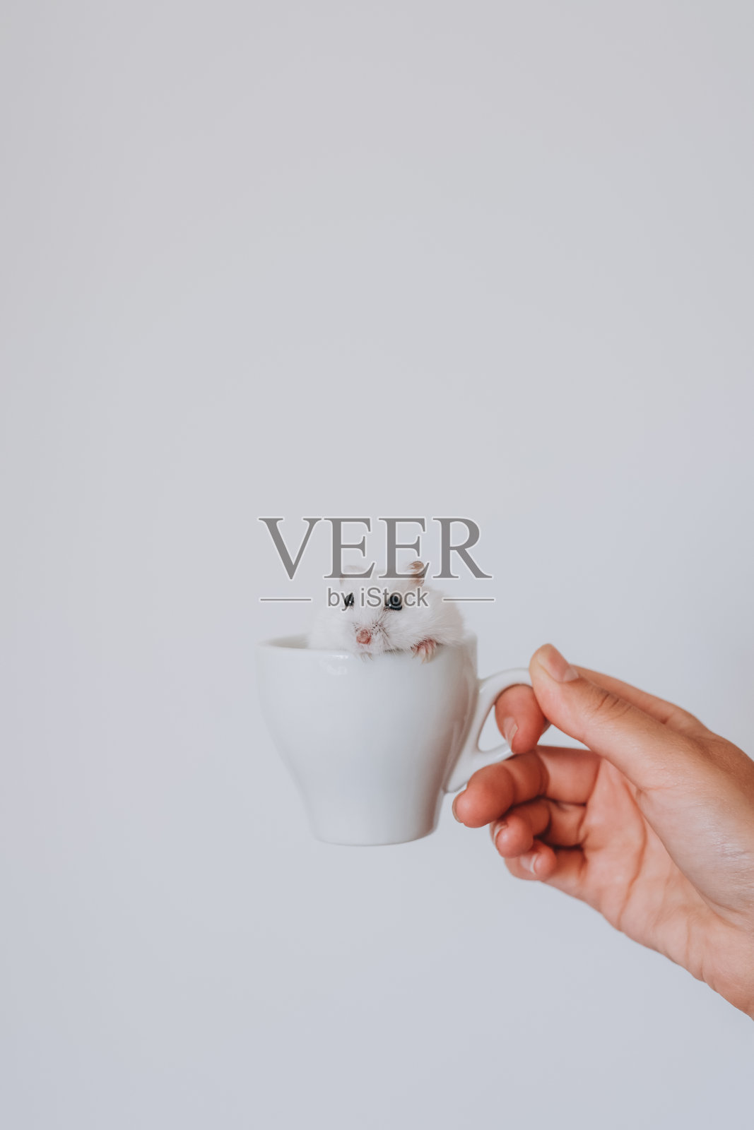 手握白色杯子，里面有一只可爱的宠物仓鼠照片摄影图片