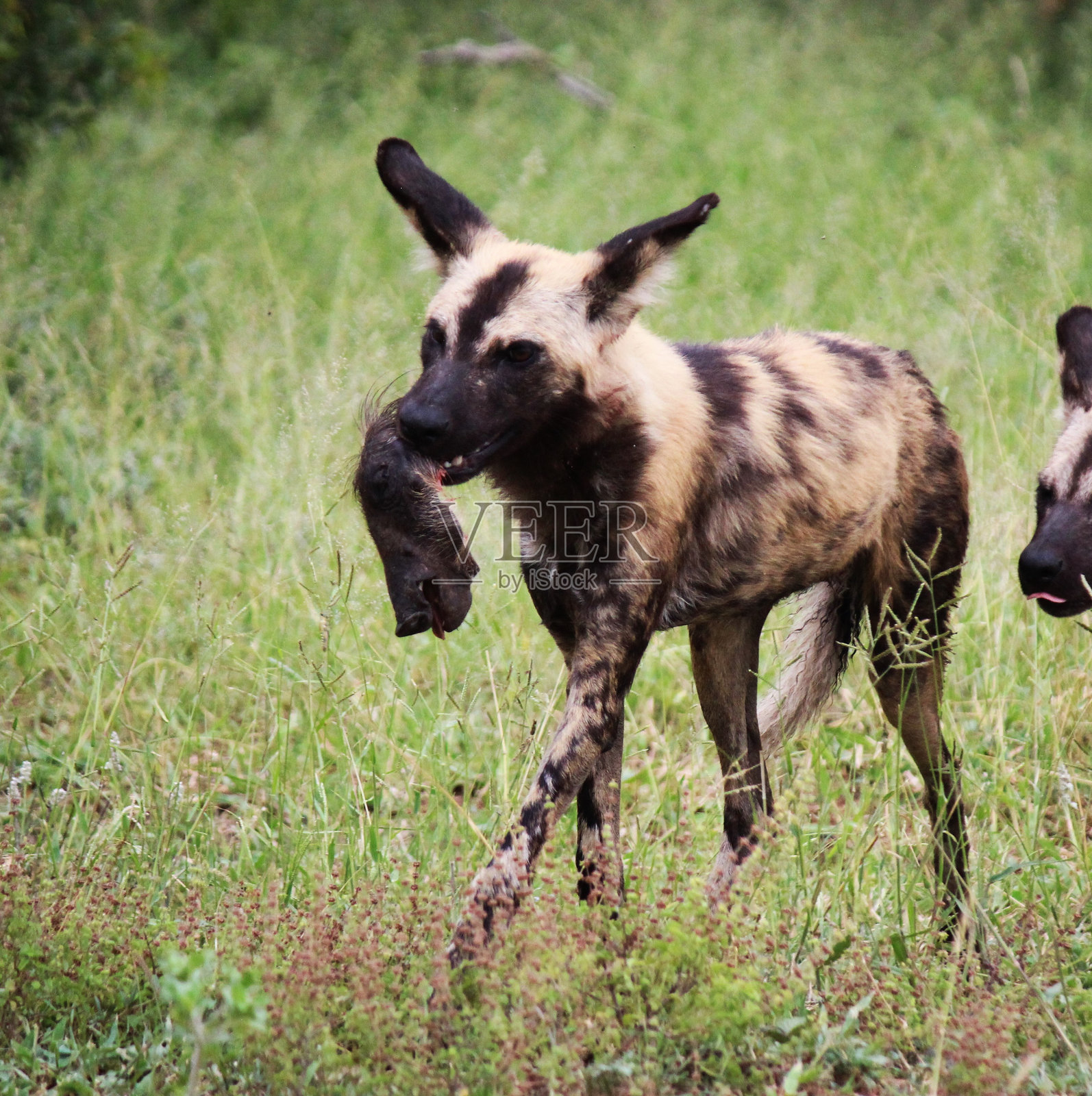 野狗捕猎照片摄影图片