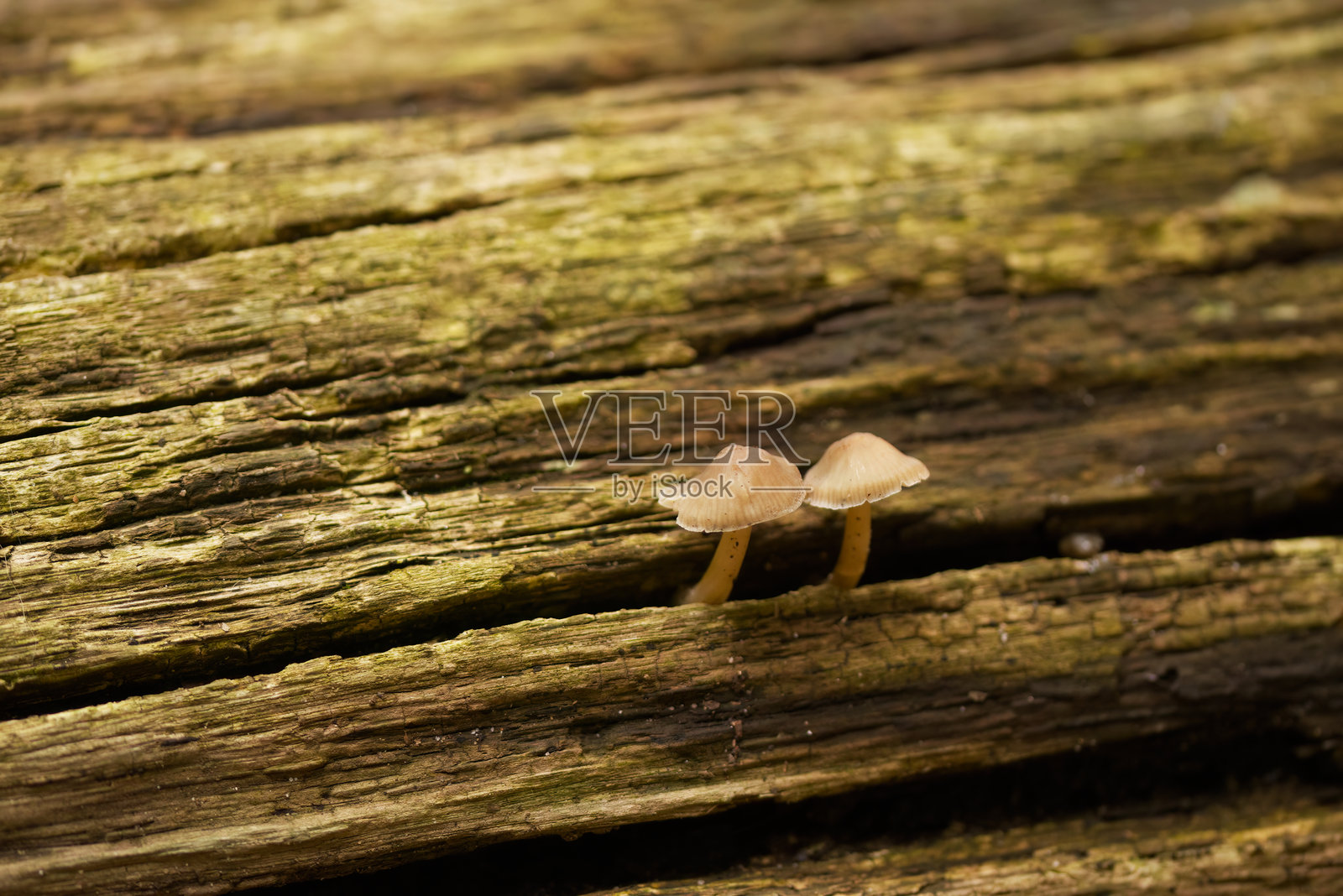 小蘑菇从一根死去的树干上生长，腐烂的树干没有树皮，树桩上的蘑菇，森林地面，森林的色彩，秋天的森林地面色彩照片摄影图片