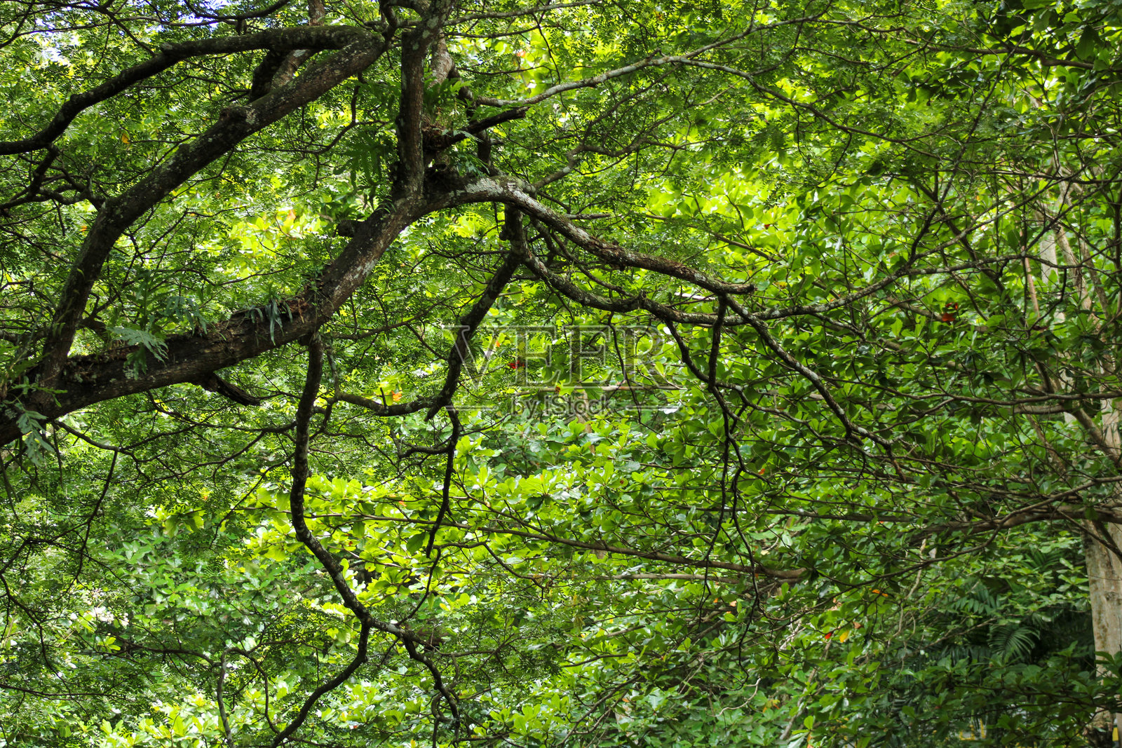 宁静热带雨林中的绿色树木照片摄影图片