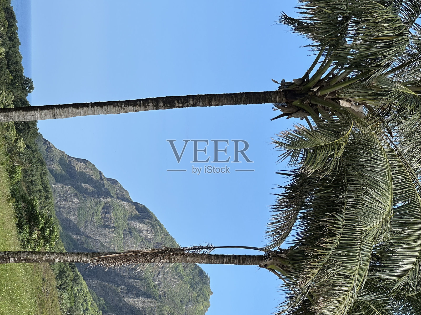 库阿洛亚牧场的棕榈树照片摄影图片