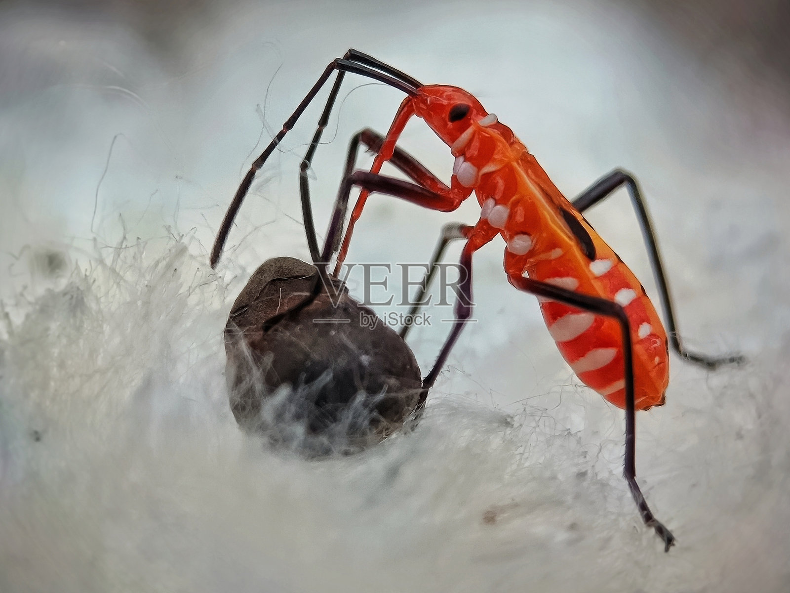 享用棉籽午餐照片摄影图片