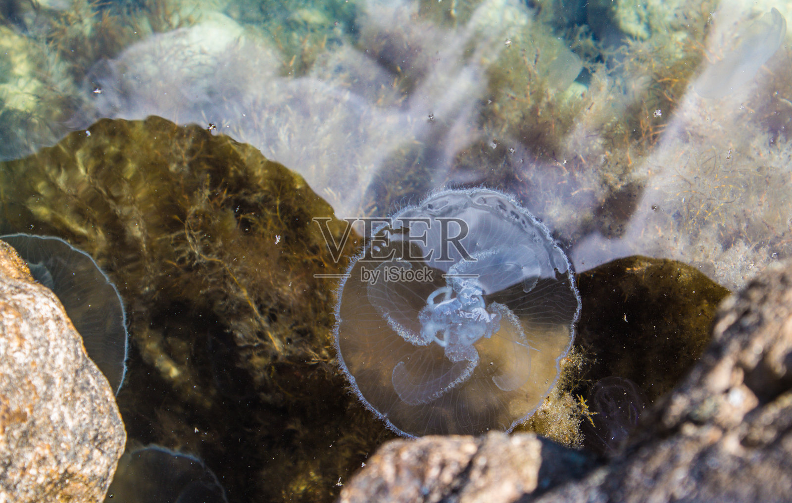 在岩石间的清澈海水中，水母在海岸附近游动照片摄影图片