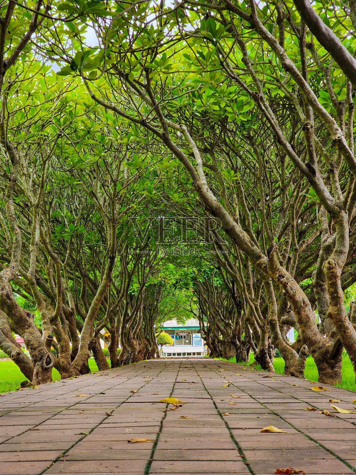 绿色树隧道照片摄影图片