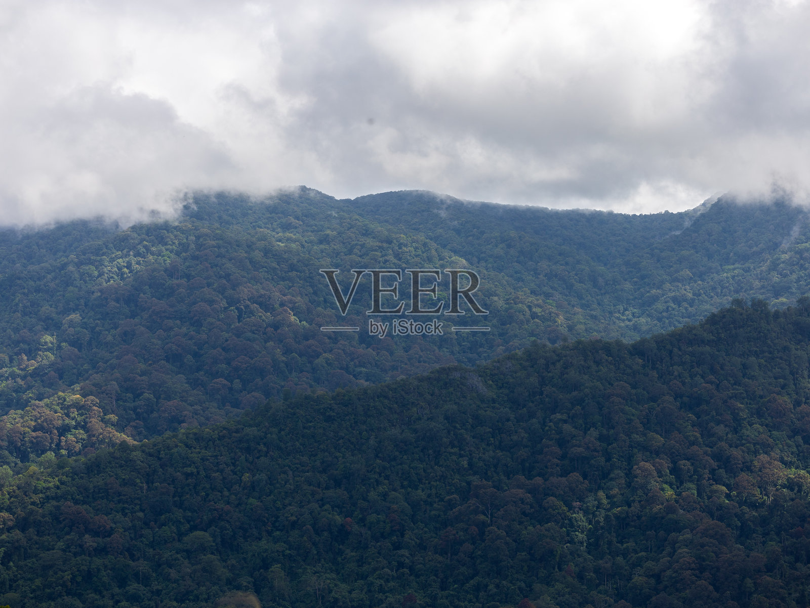 加里曼丹热带森林照片摄影图片