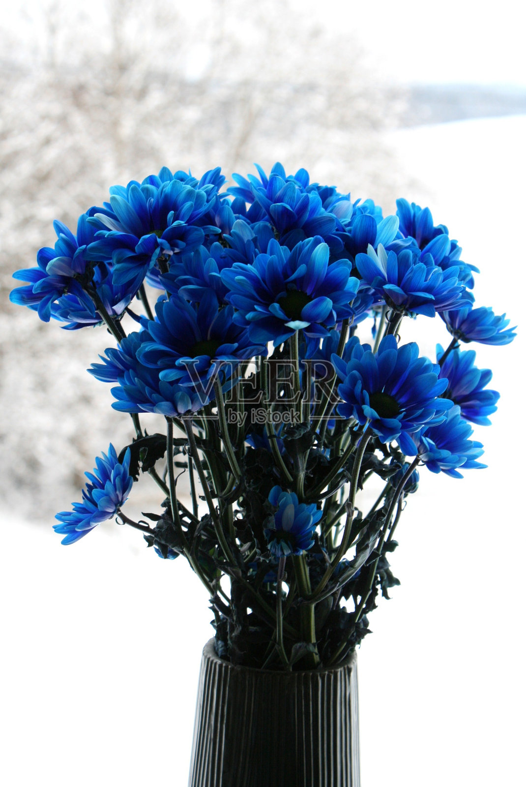 深绿色花瓶中的蓝色非洲菊（菊科）。背景是雪白的冬季风景。特写。照片摄影图片
