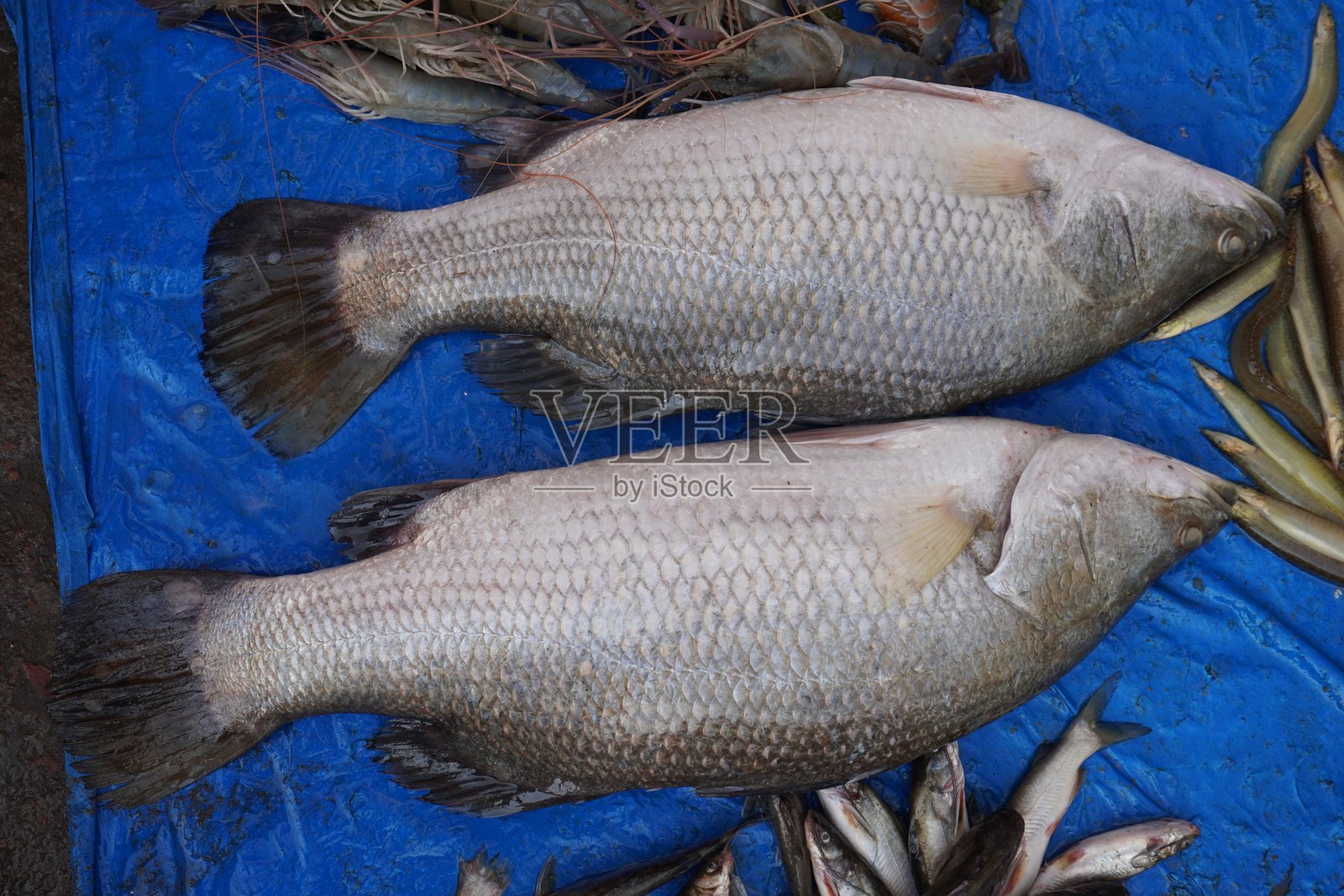 巴拉曼迪，亚洲海鲈鱼照片摄影图片