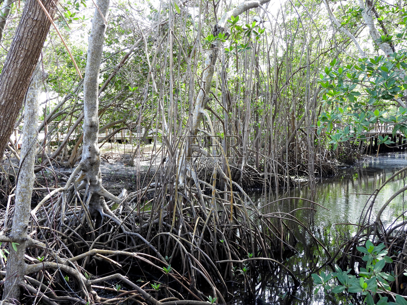 红树（红树植物）- 湖中的根部照片摄影图片