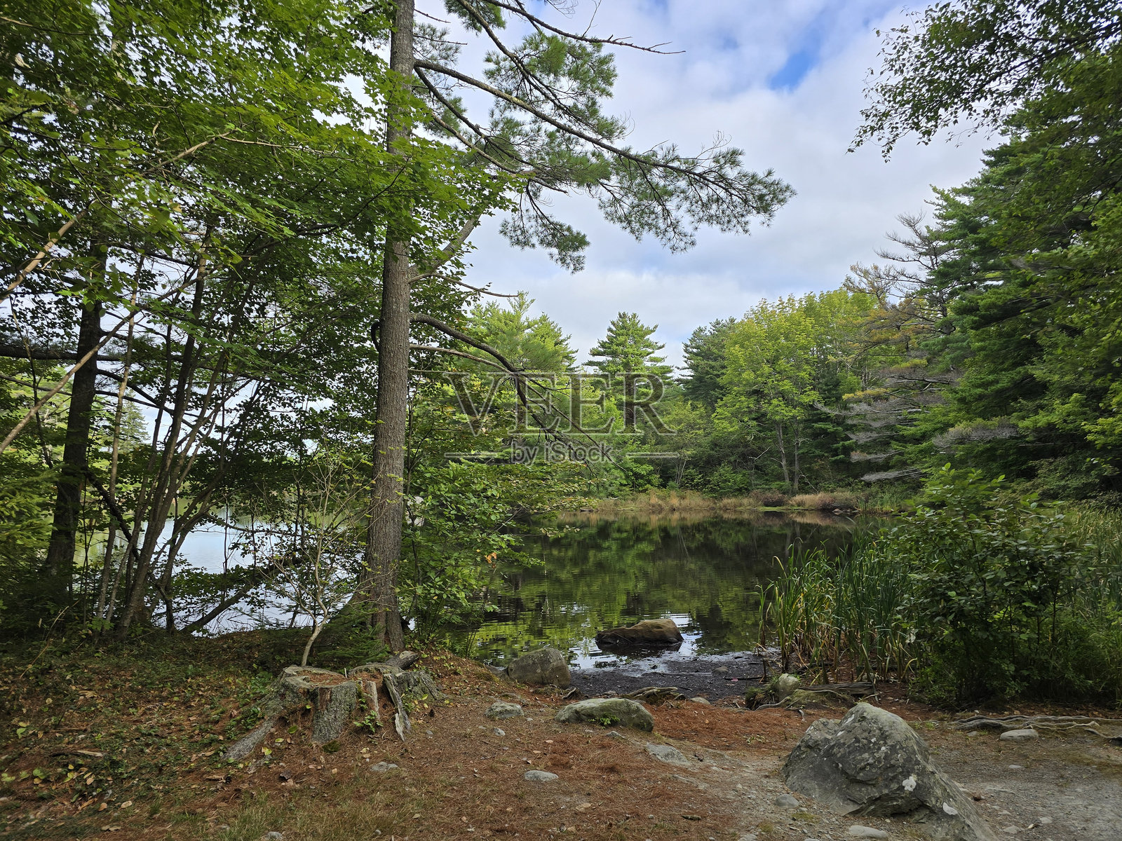 夏日池塘景色照片摄影图片