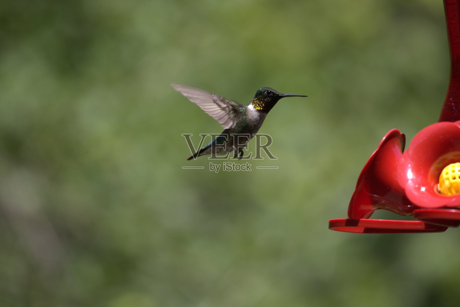 蜂鸟照片摄影图片