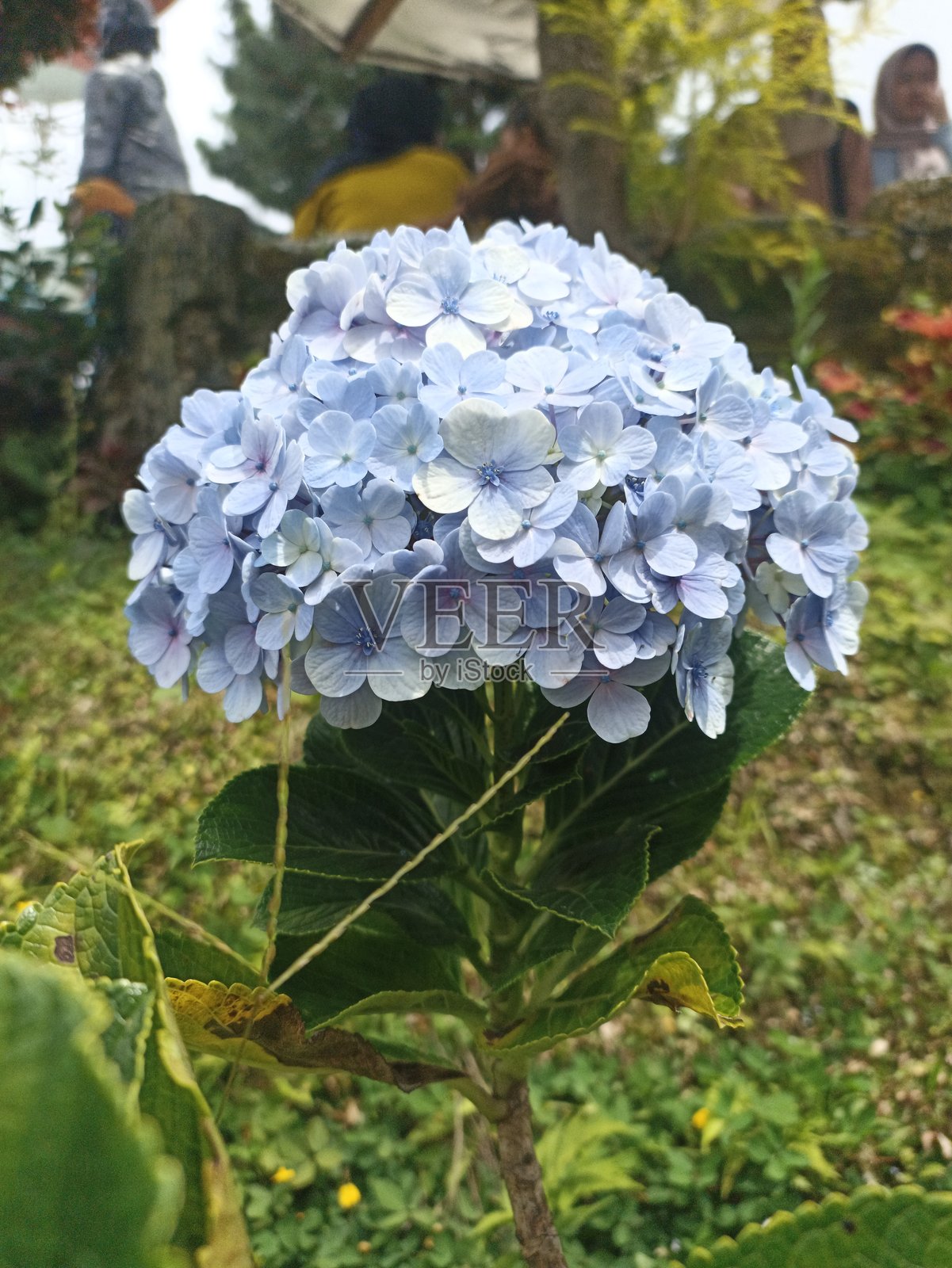 大花绣球花，拉丁学名为Hydrangea macrophylla，蓝色照片摄影图片