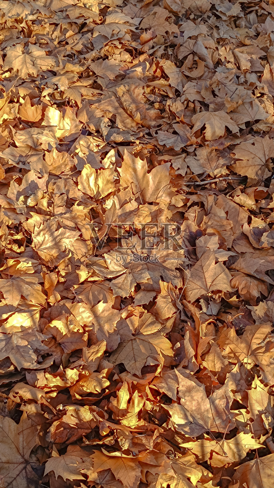 阳光明媚的日子里，地面上落满了枯叶照片摄影图片