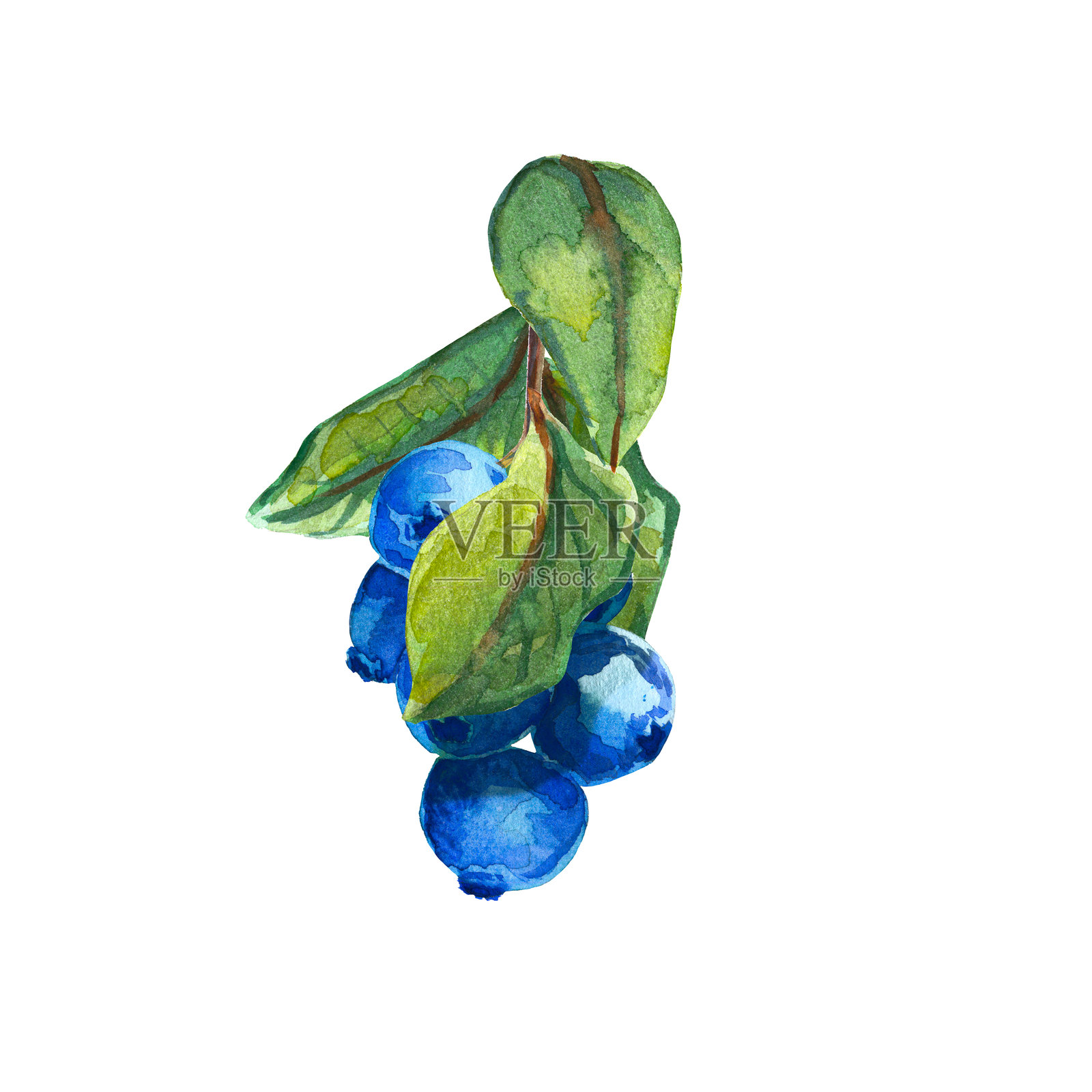 蓝莓，白色背景上的水彩插图。插画图片素材
